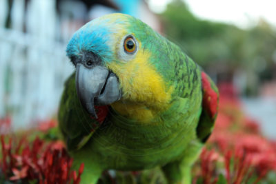 papagaio (1).jpg - SoasMelhores.com
