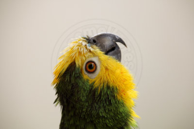 papagaio (15).jpg - SoasMelhores.com