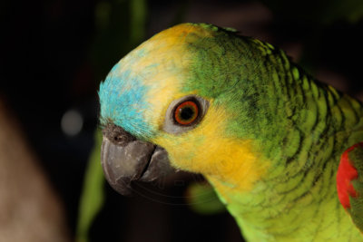 papagaio (16).jpg - SoasMelhores.com