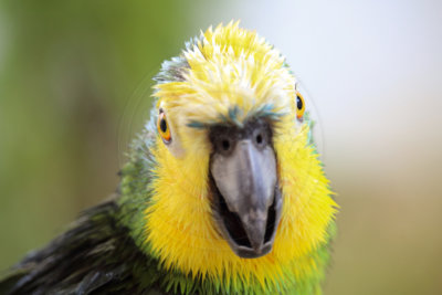 papagaio (17).jpg - SoasMelhores.com
