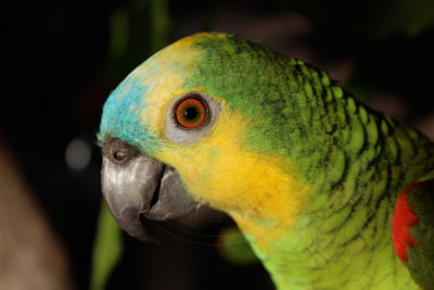 papagaio (18).jpg - SoasMelhores.com