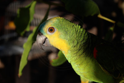 papagaio (19).jpg - SoasMelhores.com