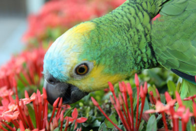papagaio (2).jpg - SoasMelhores.com
