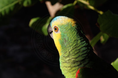 papagaio (20).jpg - SoasMelhores.com