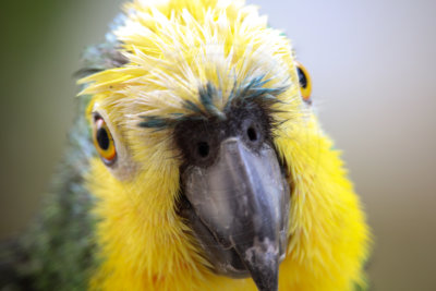 papagaio (21).jpg - SoasMelhores.com