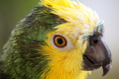 papagaio (22).jpg - SoasMelhores.com