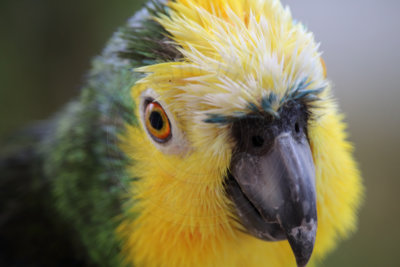 papagaio (23).jpg - SoasMelhores.com