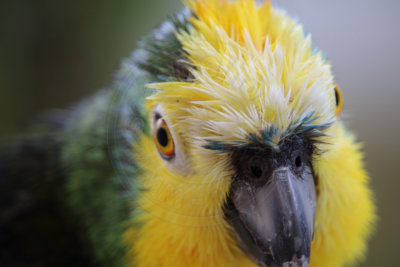 papagaio (24).jpg - SoasMelhores.com