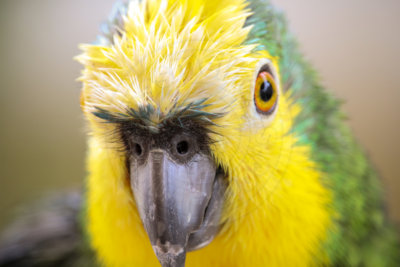 papagaio (25).jpg - SoasMelhores.com