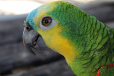 papagaio (26).jpg - SoasMelhores.com