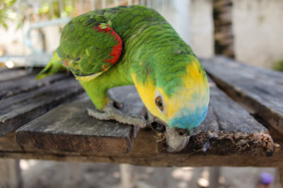 papagaio (27).jpg - SoasMelhores.com