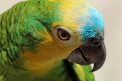 papagaio (29).jpg - SoasMelhores.com