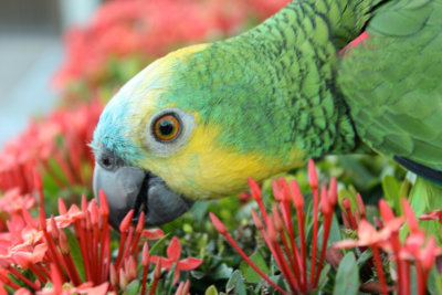 papagaio (3).jpg - SoasMelhores.com