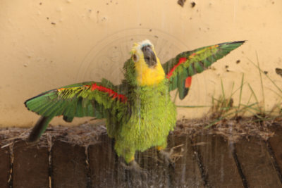 papagaio (30).jpg - SoasMelhores.com