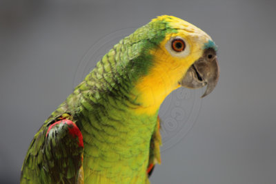 papagaio (31).jpg - SoasMelhores.com