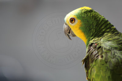 papagaio (32).jpg - SoasMelhores.com