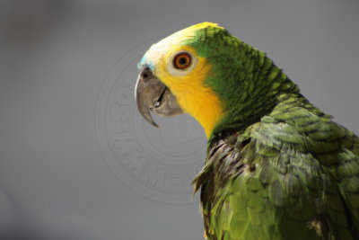 papagaio (33).jpg - SoasMelhores.com