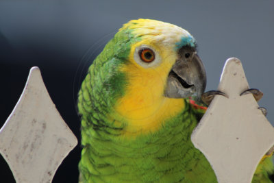 papagaio (34).jpg - SoasMelhores.com
