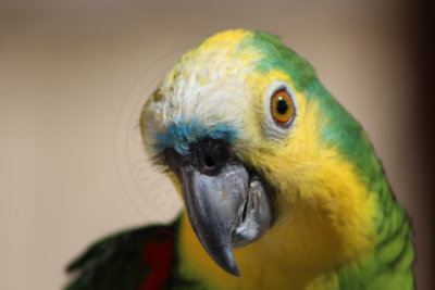 papagaio (35).jpg - SoasMelhores.com