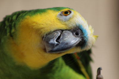 papagaio (36).jpg - SoasMelhores.com