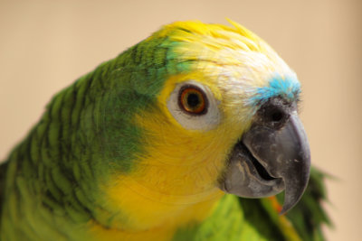 papagaio (37).jpg - SoasMelhores.com