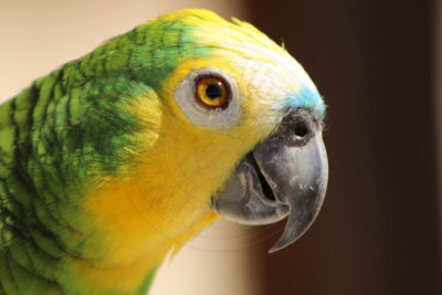papagaio (38).jpg - SoasMelhores.com