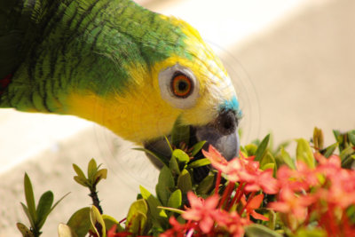 papagaio (39).jpg - SoasMelhores.com