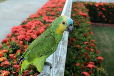 papagaio (4).jpg - SoasMelhores.com