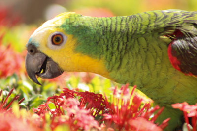 papagaio (41).jpg - SoasMelhores.com