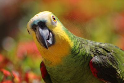 papagaio (42).jpg - SoasMelhores.com