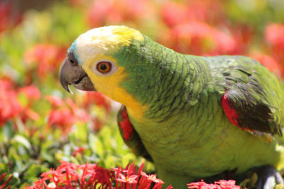papagaio (43).jpg - SoasMelhores.com