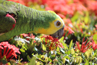papagaio (44).jpg - SoasMelhores.com