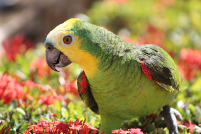 papagaio (45).jpg - SoasMelhores.com