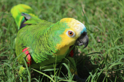 papagaio (46).jpg - SoasMelhores.com