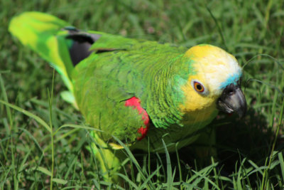 papagaio (48).jpg - SoasMelhores.com