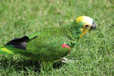 papagaio (49).jpg - SoasMelhores.com