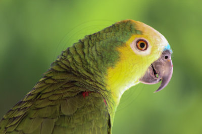 papagaio (53).jpg - SoasMelhores.com