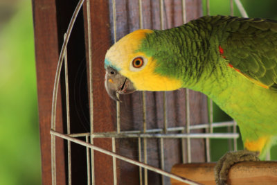 papagaio (54).jpg - SoasMelhores.com