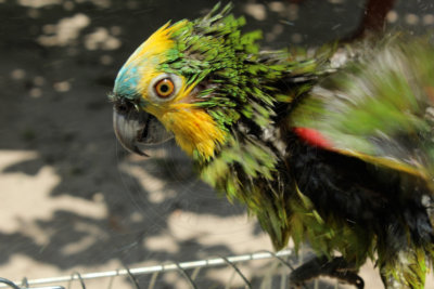 papagaio (55).jpg - SoasMelhores.com