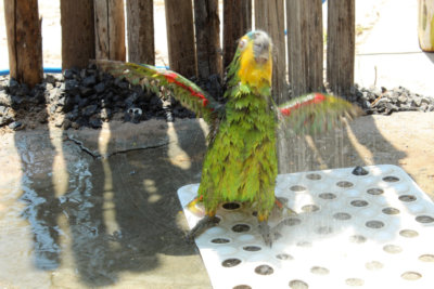 papagaio (58).jpg - SoasMelhores.com