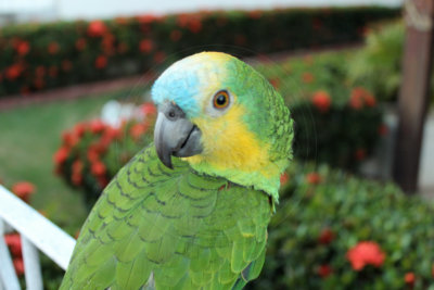 papagaio (6).jpg - SoasMelhores.com