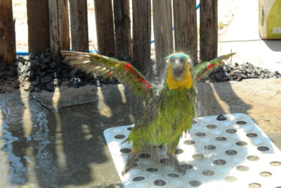 papagaio (60).jpg - SoasMelhores.com