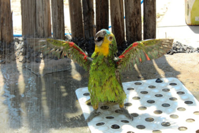 papagaio (63).jpg - SoasMelhores.com