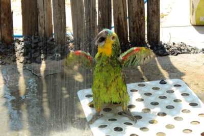 papagaio (64).jpg - SoasMelhores.com