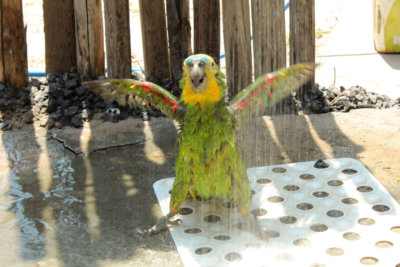 papagaio (65).jpg - SoasMelhores.com