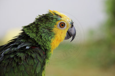papagaio (9).jpg - SoasMelhores.com